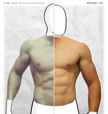 Torso Comparison