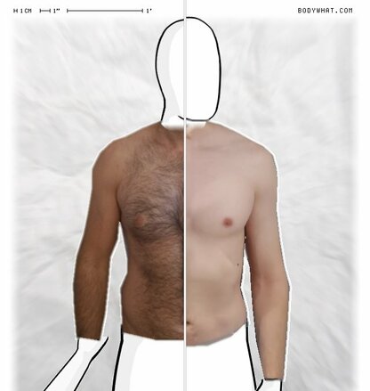 Torso Comparison