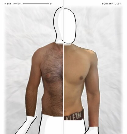 Torso Comparison