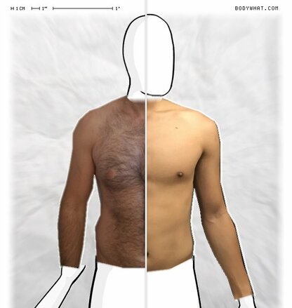 Torso Comparison