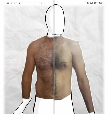 Torso Comparison