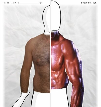 Torso Comparison