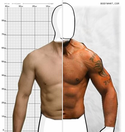 Torso Comparison
