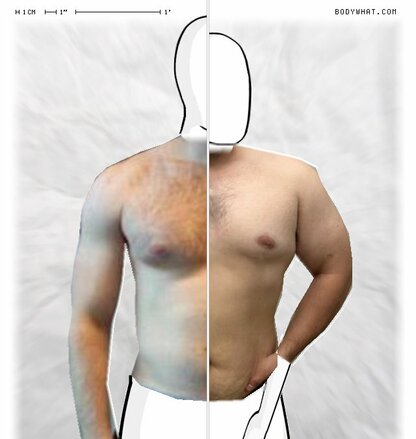 Torso Comparison