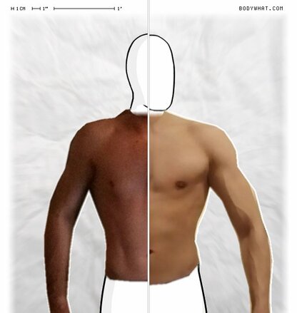 Torso Comparison