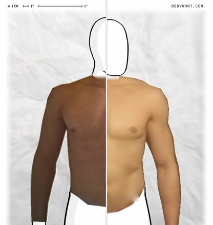 Torso Comparison