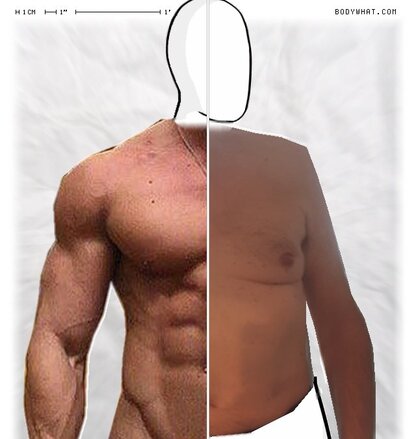 Torso Comparison