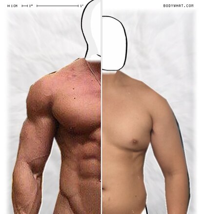 Torso Comparison