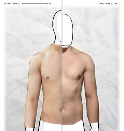 Torso Comparison