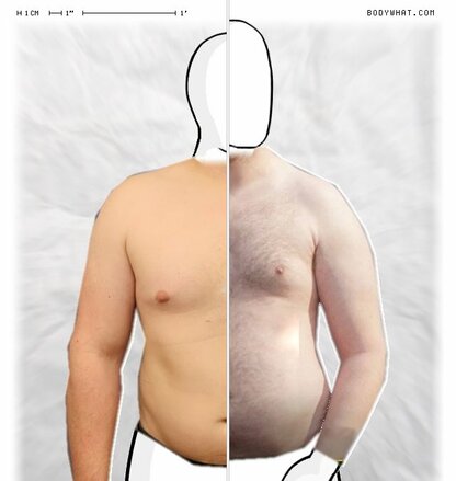 Torso Comparison