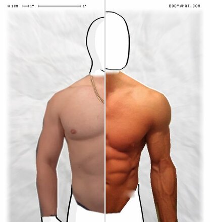 Torso Comparison