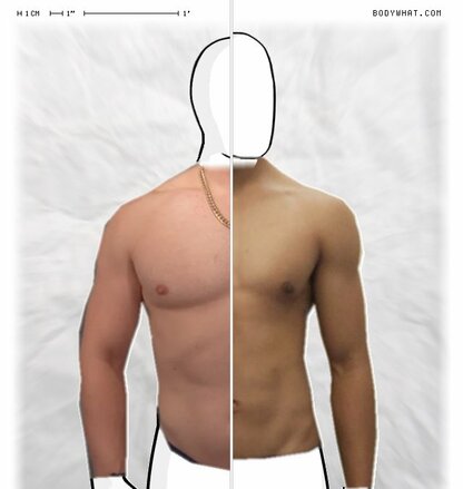 Torso Comparison