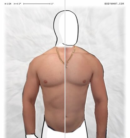 Torso Comparison
