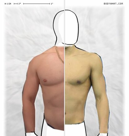 Torso Comparison