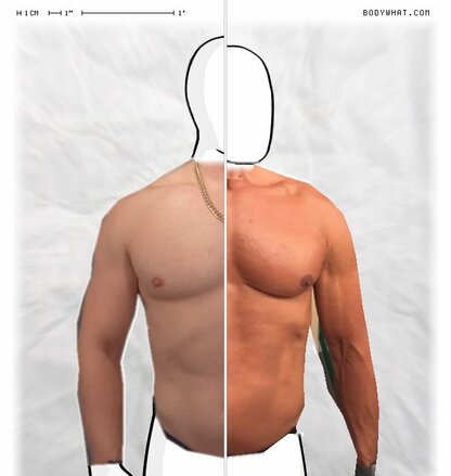 Torso Comparison