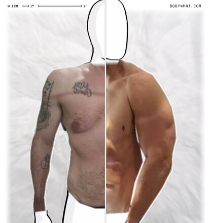 Torso Comparison