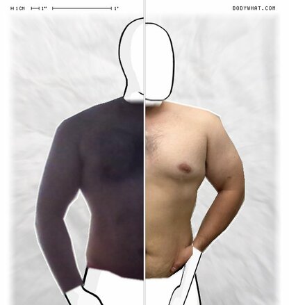 Torso Comparison
