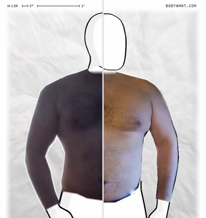 Torso Comparison