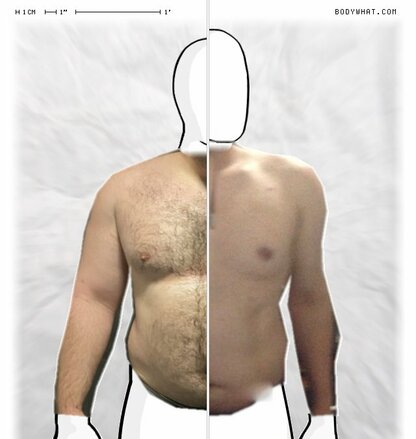Torso Comparison
