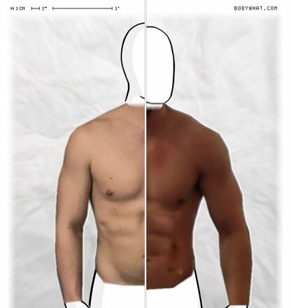 Torso Comparison