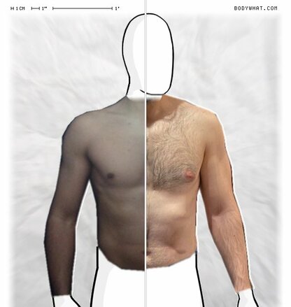 Torso Comparison