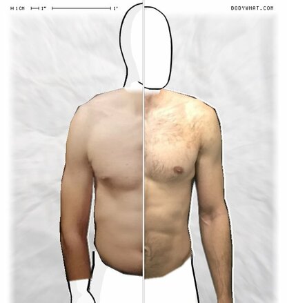 Torso Comparison