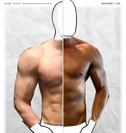 Torso Comparison