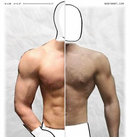 Torso Comparison