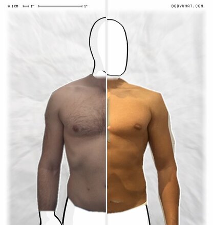 Torso Comparison