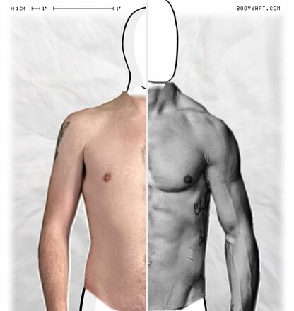 Torso Comparison