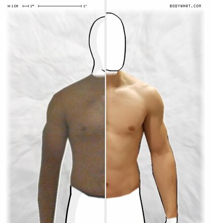 Torso Comparison