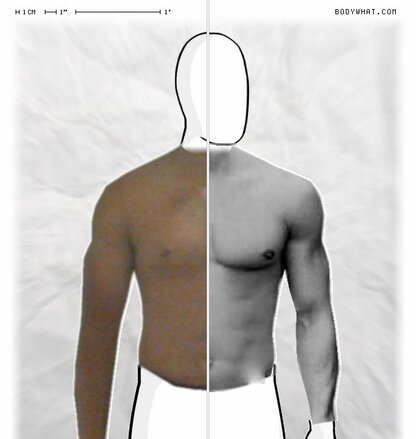 Torso Comparison