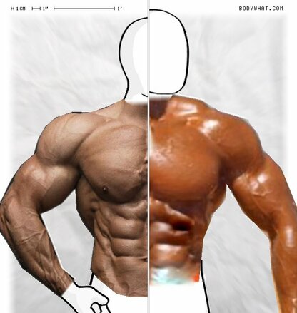 Torso Comparison