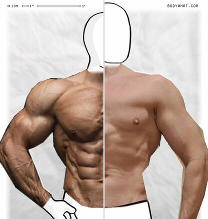 Torso Comparison