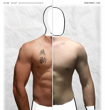 Torso Comparison