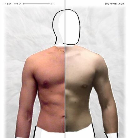 Torso Comparison