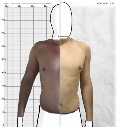 Torso Comparison