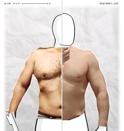 Torso Comparison