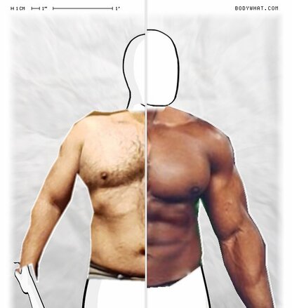 Torso Comparison