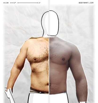 Torso Comparison