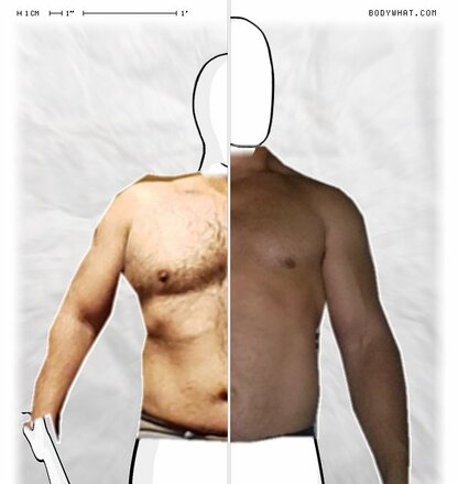 Torso Comparison