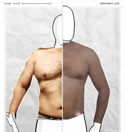 Torso Comparison