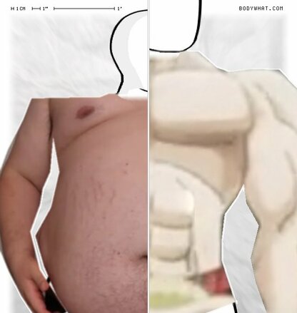 Torso Comparison