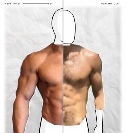 Torso Comparison
