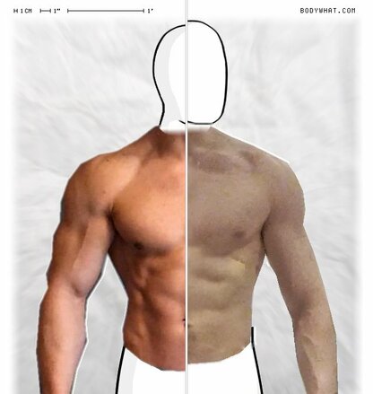 Torso Comparison