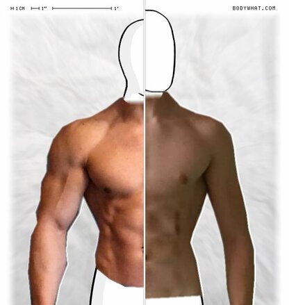 Torso Comparison