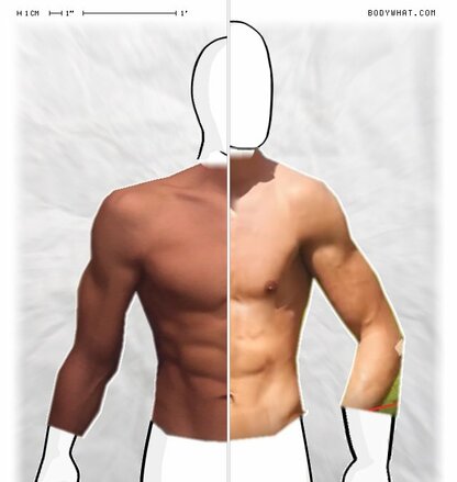 Torso Comparison