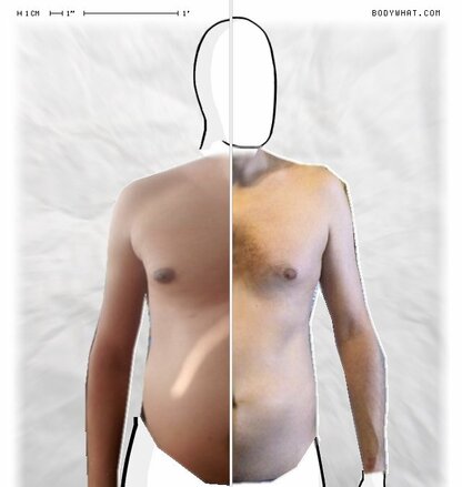 Torso Comparison