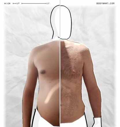 Torso Comparison