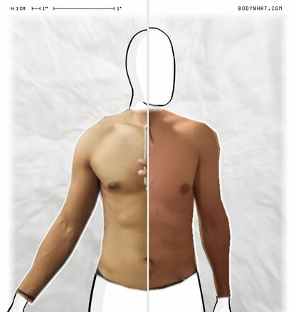 Torso Comparison